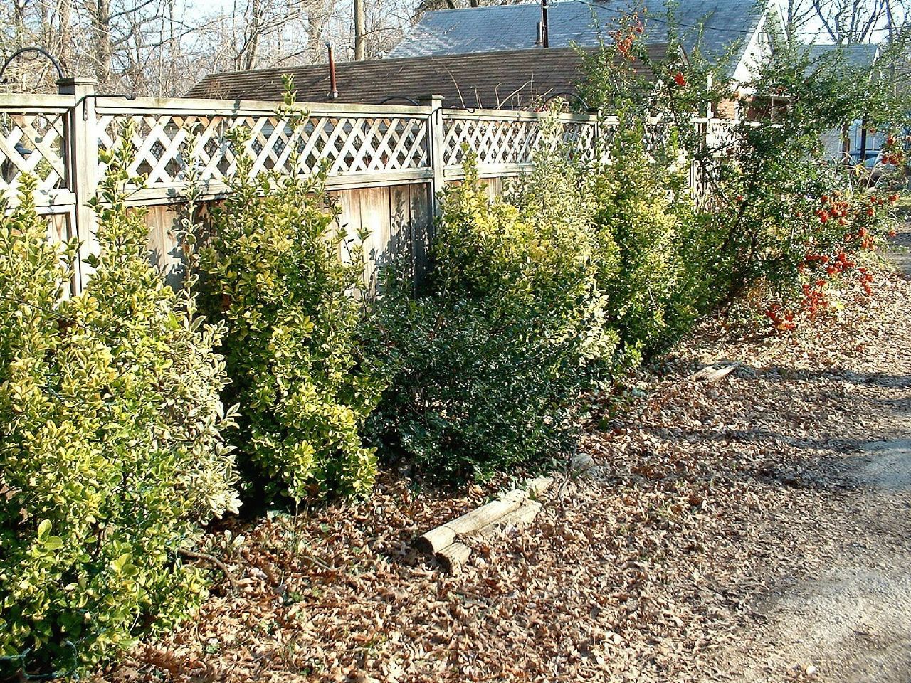 راهنمای نگهداری و پرورش گل و گیاهان زینتی - شمشاد پیچ